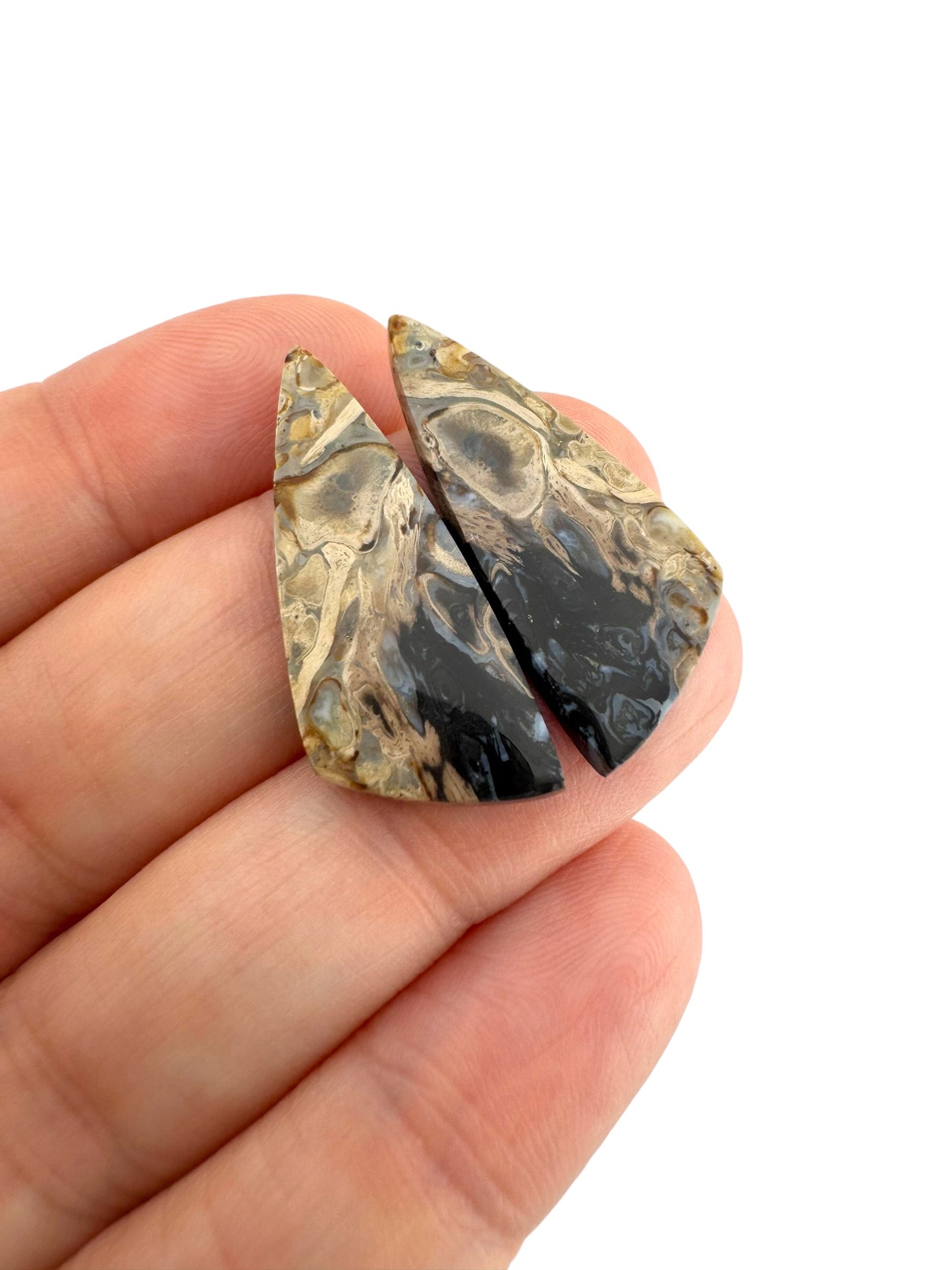 Palem Root  - 16