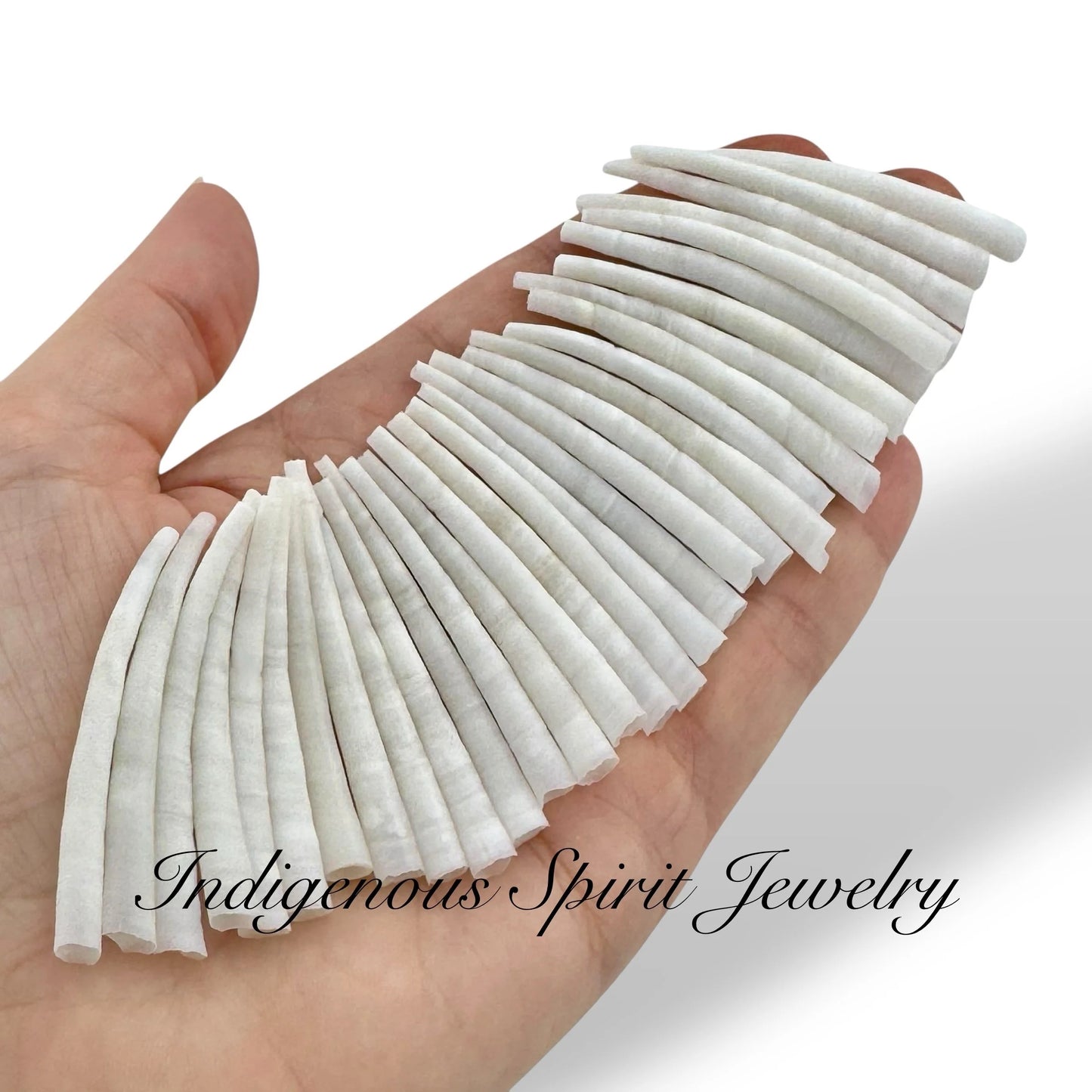 High Quality Dentalium - Size Range 2" - 2.2"